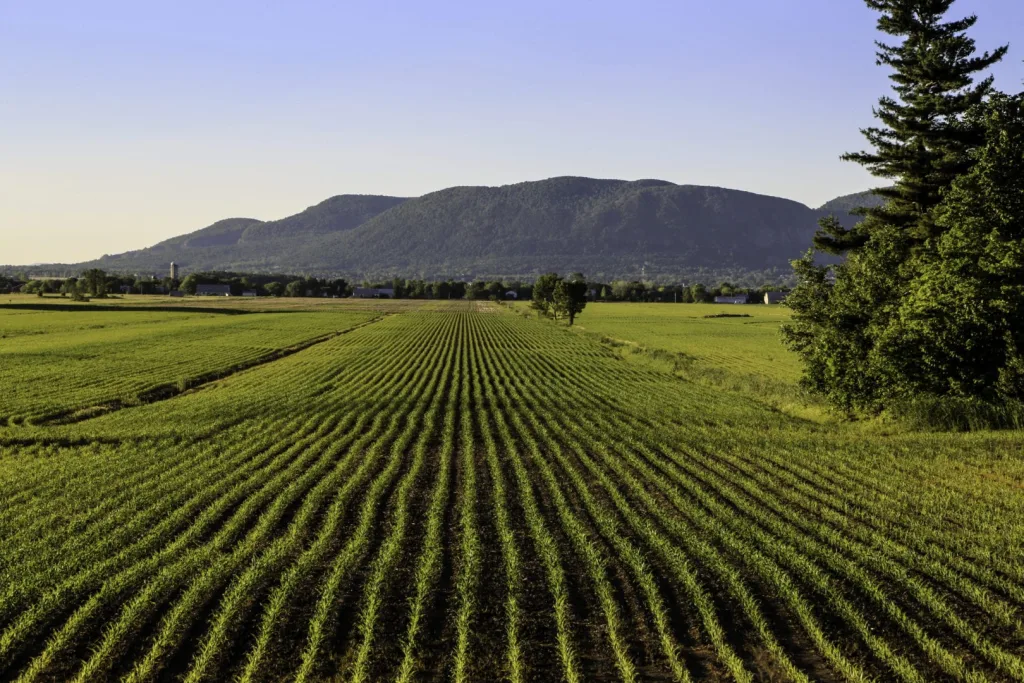 Paysage agricole de Saint-Mathieu-de-Beloeil avec vue sur le mont Saint-Hilaire