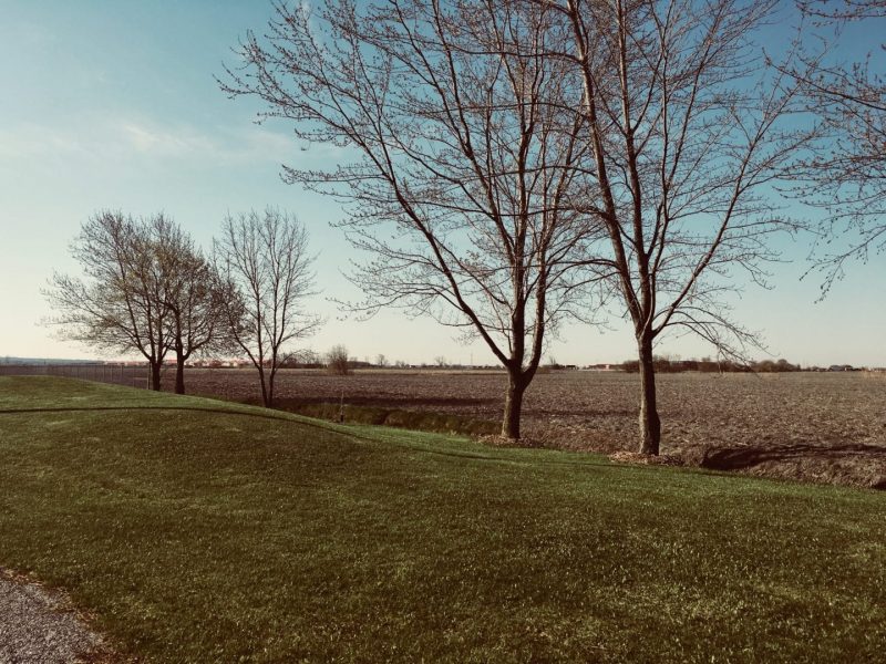 Arbre et paysage