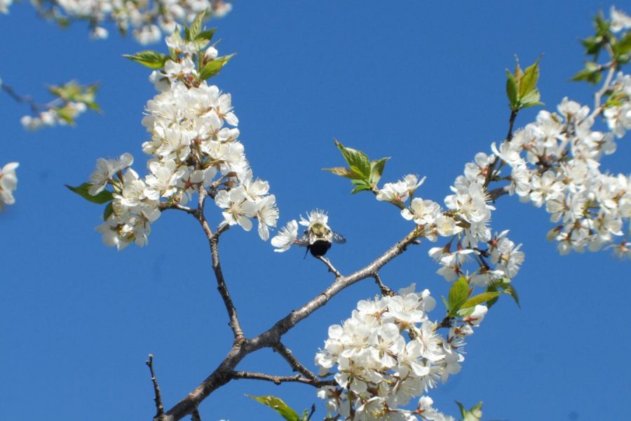 Photo : Jean-Louis Tousignant - La nature à l'oeuvre