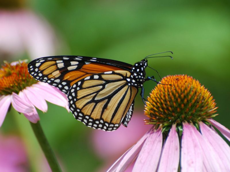 Papillon sur une fleur