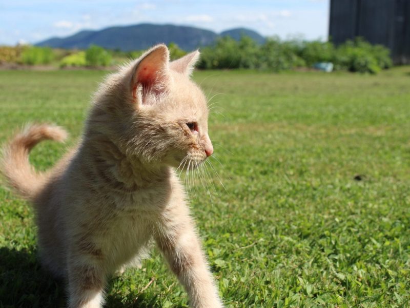 Chat sur un terrain
