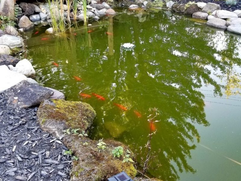 Poisson dans un étang