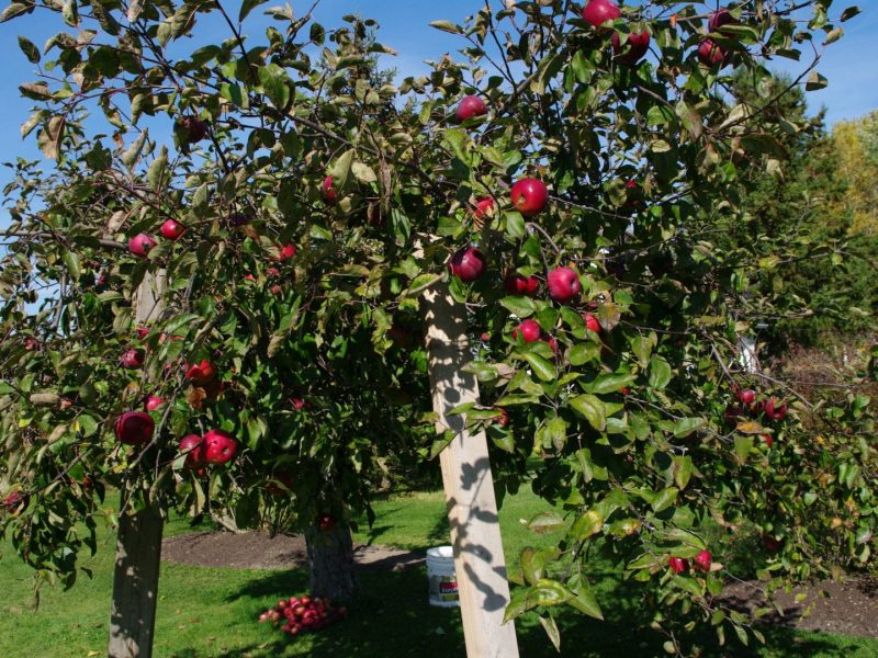 Pommier en automne
