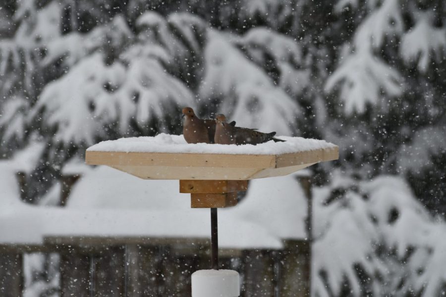 Photo : France Brabant - Vive la neige