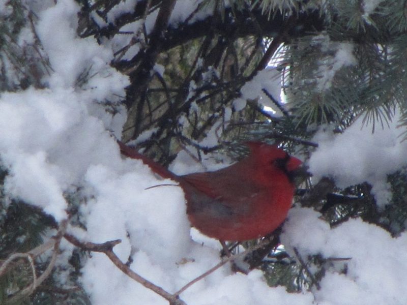 Cardinal dans un arbre en hiver